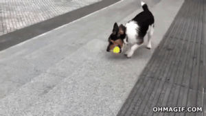 dog,animals,ball,playing,interesting,fetch