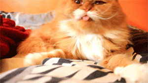 cute cat,cat,oki the cat,cats,mustache,moustache,persian,cat s,persian cat,oki,persian cats,mustache cat,moustache cat