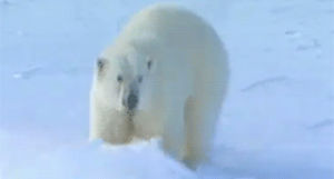 snow,polar bear,animal,funny,cute,animals,bear,sliding,cute animal,polar bears,belly flop,rompling
