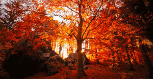 nature,winter,sunlight,fall,season,tree,unique,seasons change,colorful leaves
