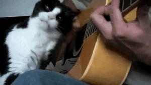 strumming,cat,guitar,playing