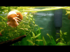 Josh Dun And Tyler Joseph Cair Gif Find On Gifer