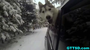husky,car,head,window