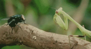 praying mantis,mantis wins,gotcha,standoff,animals,fly
