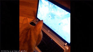 cat,animals,video,games,computer,photoset,submission,screen,monitor,littleanimals