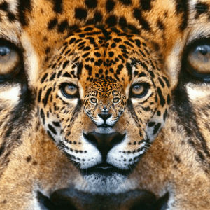 beautiful,eyes,cat,fractal,eye,jaguar,mesmerizing,apocalypto,furry,mayan,leopard,savage,spots,mayans,wild,fur,recursive,konczakowski,spot,animal,zoo,big cat,spotted,mindfuck
