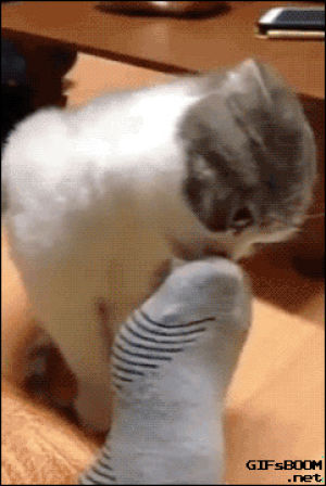 socks,cat