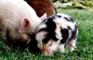 pig,piglet,animals