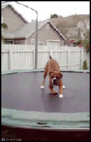 excited,cute,dog,jump,puppy,jumping,trampoline