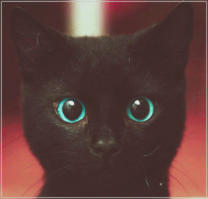 cat,lovely,blue eyes