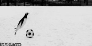 soccer,football,balance,penguin,snow,funny,animals,cute,happy,nature,adorable,futbol,winter,hilarious,penguins,amusing,arctic
