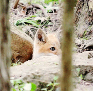 Лис выглядывает из за дерева. Лиса прячется. Лис прячется. Лиса прячется. Лис прячется.