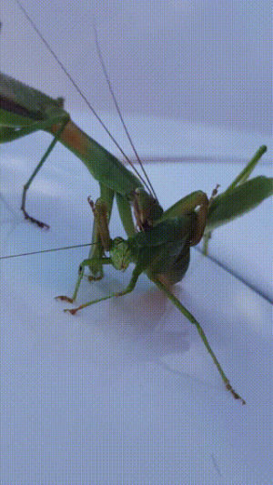 grasshopper,mantis