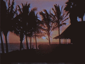 vhs,vintage,vhs positive,palm trees,ocean,water,retro,sunset,vhspositive