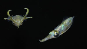 squid,monterey bay aquarium,cephalopod,tentacles,sepioteuthis lessoniana,bigfin reef squid