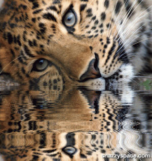 leopard,water,cute