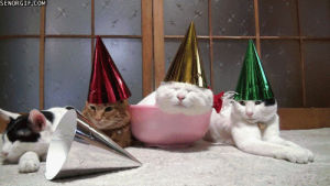 happy birthday cat,cat,party,truth,best of week,animals wearing hats,party hats