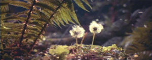 movie,film,vintage,nature,flowers,70s,ryans daughter