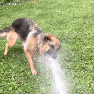 garden hose,hose,water,garden,dog,drinking,mixed