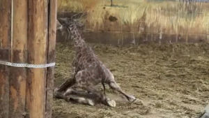 giraffe,baby,first,steps,eyebleach