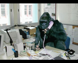 office,working,monkey