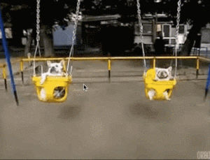 swing,dog,dog swing