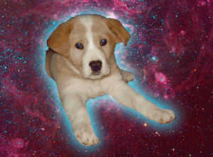 dog,animals,space,animal,dogs,dog in space,dogs in space