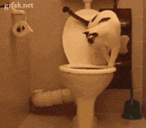 toilet paper,toilet,cat