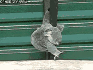 koala,climb,baby,tries