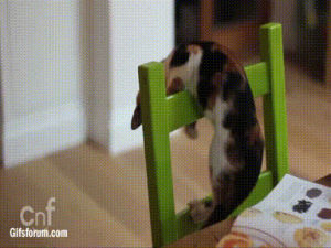 cat,falling,chair,climbing,chair fail