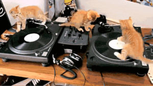 dj,spin,party,kitten