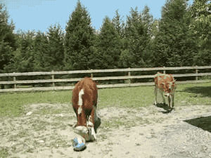 soccer,ball,cow