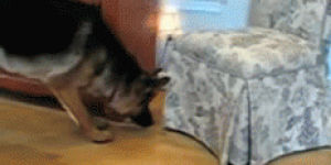 surprise attack,funny,cat,dog