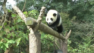 panda climbing,animals,animal,panda