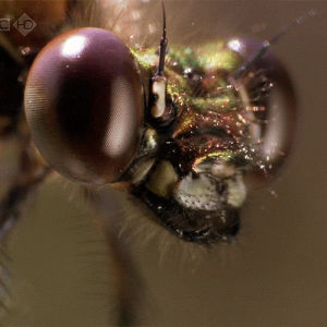bug,dragonfly,animal,zoom,om nom nom,nocturnalwonderland