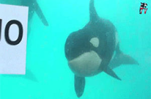 keijo,killer whale,baby,orca,calf,why did he throw a flower pot at him