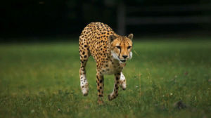 running,cheetah,stabilization,head