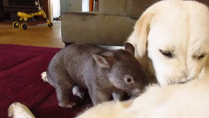 wombat,labrador,baby,friend,relaxes