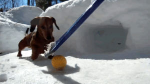 dachshund,cute,dog,hockey