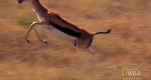 leap,nat geo wild,happy,animals,escape,run away,deadly,ecstatic,jump for joy,jumping for joy