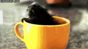 monkey,cup