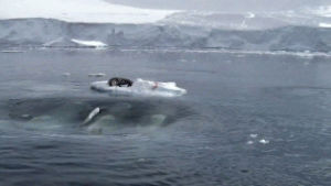 seal,orcas,ice,wave