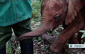 keeper,baby,elephant,shows,attention,ohan