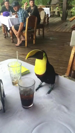 restaurant,bird,coke