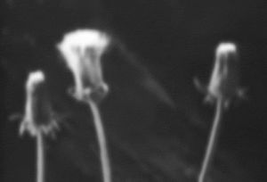 black and white,time lapse,vintage,nature,flowers,the secret life of plants