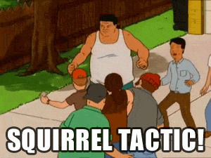 dale gribble,king of the hill,koth,squirrel tactics