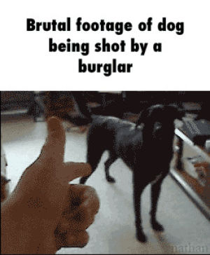 burglar,dog,shot,footage