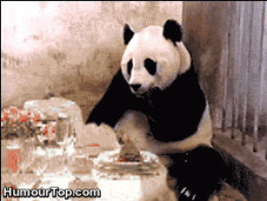 panda,baby panda,top,pandas,funny,cute,lol,animals,baby,animal,cutes,babies pandas