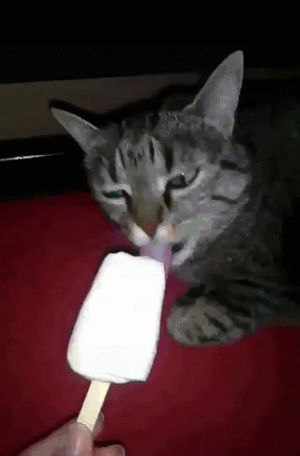cat,eating,freeze,popsicle,strikes