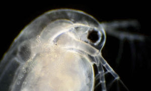 daphnia,biology,science,tumblr featured